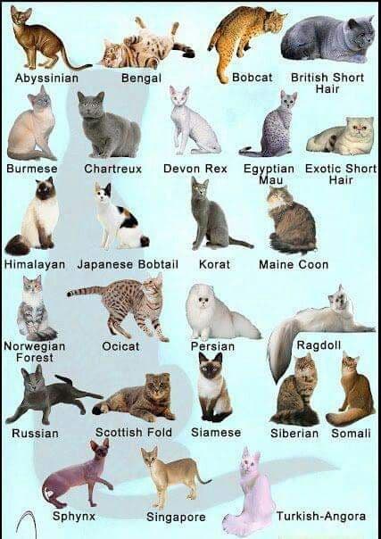 10 Popular Cat Breeds: Personality, Care & What Makes Each One Special
